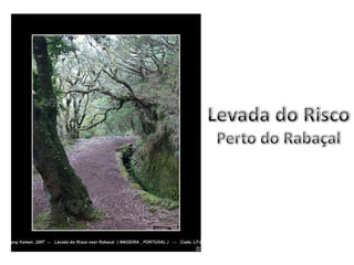 Levada do RiscoPerto do Rabaçal