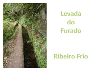 Levada do FuradoRibeiro Frio