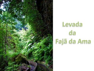 Levada da Fajã da Ama