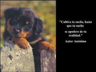 "Cultiva tu sueño, hasta que tu sueño  se apodere de tu realidad." Autor Anónimo 