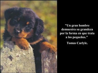 "Un gran hombre demuestra su grandeza por la forma en que trata a los pequeños."  Tomas Carlyle. 