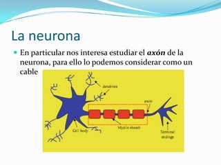 La neurona<br />En particular nos interesa estudiar el axón de la neurona, para ello lo podemos considerar como un cable<b...