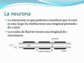 La neurona<br />Lo interesante es que podemos considerar que el axón es muy largo (la mielina tiene una longitud promedio ...