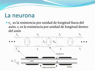 La neurona<br />r0  es la resistencia por unidad de longitud fuera del axón, ri es la resistencia por unidad de longitud d...