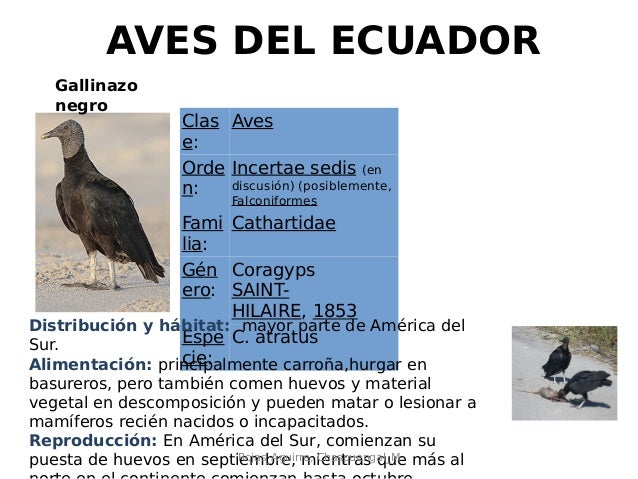 Algunas Especies De Aves Del Ecuador
