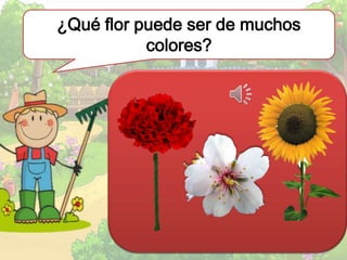¿Qué flor puede ser de muchos
colores?
 