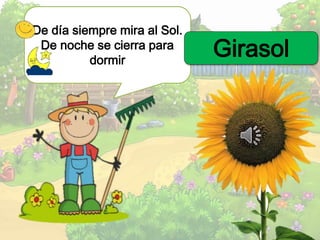 De día siempre mira al Sol.
De noche se cierra para
dormir
Girasol
 