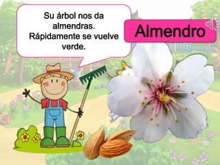 Su árbol nos da
almendras.
Rápidamente se vuelve
verde.
Almendro
 