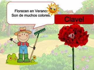 Florecen en Verano.
Son de muchos colores.
Clavel
 