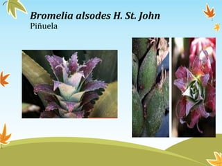 Bromelia alsodes H. St. John
Piñuela
 