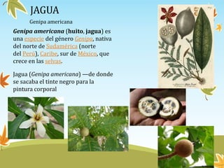 JAGUA
Genipa americana (huito, jagua) es
una especie del género Genipa, nativa
del norte de Sudamérica (norte
del Perú), Caribe, sur de México, que
crece en las selvas.
Jagua (Genipa americana) —de donde
se sacaba el tinte negro para la
pintura corporal
Genipa americana
 