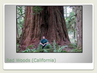 Red Woods (California)