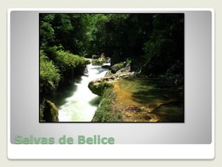 Selvas de Belice
