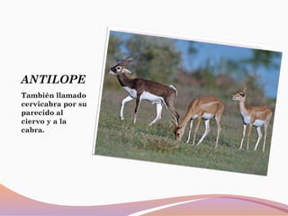 ANTILOPE
También llamado
cervicabra por su
parecido al
ciervo y a la
cabra.
 