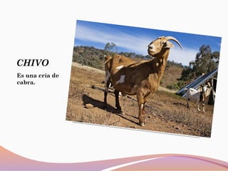 CHIVO
Es una cría de
cabra.
 