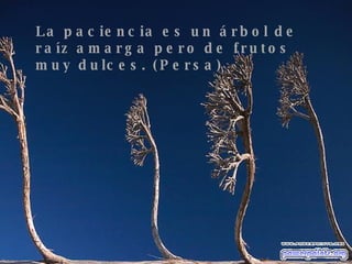 La paciencia es un árbol de raíz amarga pero de frutos muy dulces. (Persa) 