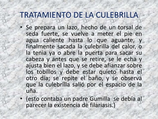 TRATAMIENTO DE LA CULEBRILLASe prepara un lazo, hecho de un torsal de seda fuerte, se vuelve a meter el pie en agua caliente hasta lo que aguante, y finalmente sacada la culebrilla del calor, o la tenia ya o abre la puerta para sacar su cabeza y antes que se retire, se le echa y ajusta bien el lazo, y se debe afianzar sobre los tobillos y debe estar quieto hasta el otro día; se repite el baño, y se observa que la culebrilla salió por el espacio de la uña.(esto contaba un padre Gumilla  se debía al parecer la existencia de filariasis.)