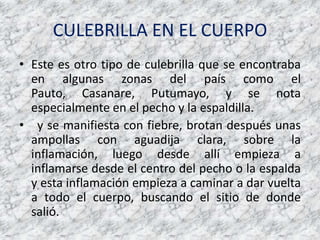 CULEBRILLA EN EL CUERPOEste es otro tipo de culebrilla que se encontraba en algunas zonas del país como el Pauto, Casanare, Putumayo, y se nota especialmente en el pecho y la espaldilla.  y se manifiesta con fiebre, brotan después unas ampollas con aguadija clara, sobre la inflamación, luego desde allí empieza a inflamarse desde el centro del pecho o la espalda y esta inflamación empieza a caminar a dar vuelta a todo el cuerpo, buscando el sitio de donde salió.