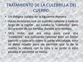 TRATAMIENTO DE LA CULEBRILLA DEL CUERPO:Un indigna curaba de la siguiente manera:Hacia incisiones con un cuchillo caliente a todo lo largo de la región , así curaba la “culebrilla” pero la curación de las heridas duraba arto tiempo.Otra india: que era vieja para curar esa “culebrilla” era suficiente calentar bien un limón partirlo y colocarlo sobre la parte afectatada; esto se debe repetir para no permitir que la de la vuelta la cabeza con la cola y se junte si esto pasaba el paciente se moría.