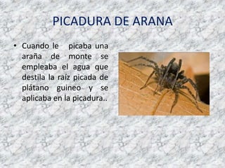 PICADURA DE ARANACuando le   picabaunaaraña de monte se empleaba el agua que destila la raízpicada de plátanoguineo y se aplicaba en la picadura..