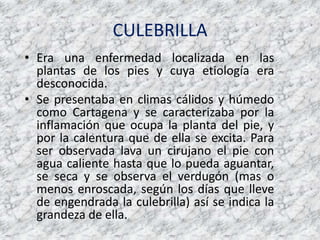 CULEBRILLAEra una enfermedad localizada en las plantas de los pies y cuya etiología era desconocida.Se presentaba en climas cálidos y húmedo como Cartagena y se caracterizaba por la inflamación que ocupa la planta del pie, y por la calentura que de ella se excita. Para ser observada lava un cirujano el pie con agua caliente hasta que lo pueda aguantar, se seca y se observa el verdugón (mas o menos enroscada, según los días que lleve de engendrada la culebrilla) así se indica la grandeza de ella. 