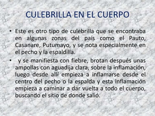 CULEBRILLA EN EL CUERPOEste es otro tipo de culebrilla que se encontraba en algunas zonas del país como el Pauto, Casanare, Putumayo, y se nota especialmente en el pecho y la espaldilla.  y se manifiesta con fiebre, brotan después unas ampollas con aguadija clara, sobre la inflamación, luego desde allí empieza a inflamarse desde el centro del pecho o la espalda y esta inflamación empieza a caminar a dar vuelta a todo el cuerpo, buscando el sitio de donde salió.