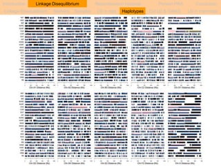 Introduction Linkage Disequilibrium Recombination hotspots Persian PRA Conclusion 
Linkage Disequilibrium Markers Samples LD in cats Haplotypes Cat LD & GWAS LD in mammals 
 