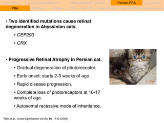 Introduction Linkage Disequilibrium Recombination hotspots Persian PRA Conclusion 
PRA Samples Linkage TDT sib-TDT Case-Control Haplotype Candidate genes 
• Two identified mutations cause retinal 
degeneration in Abyssinian cats. 
• CEP290 
• CRX 
• Progressive Retinal Atrophy in Persian cat. 
• Gradual degeneration of photoreceptor. 
• Early onset: starts 2-3 weeks of age. 
• Rapid disease progression. 
• Complete loss of photoreceptors at 16-17 
weeks of age. 
• Autosomal recessive mode of inheritance. 
Rah et al., Invest Ophthalmol Vis Sci 46, 1742 (2005) 
 