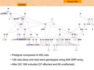 Introduction Linkage Disequilibrium Recombination hotspots Persian PRA Conclusion 
PRA Samples Linkage TDT sib-TDT Case-Control Haplotype Candidate genes 
• Pedigree composed of 202 cats. 
• 126 cats (blue and red) were genotyped using 63K SNP array. 
• After QC 106 included (37 affected and 69 unaffected). 
 