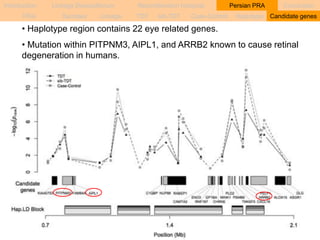 Introduction Linkage Disequilibrium Recombination hotspots Persian PRA Conclusion 
PRA Samples Linkage TDT sib-TDT Case-Control Haplotype Candidate genes 
• Haplotype region contains 22 eye related genes. 
• Mutation within PITPNM3, AIPL1, and ARRB2 known to cause retinal 
degeneration in humans. 
 