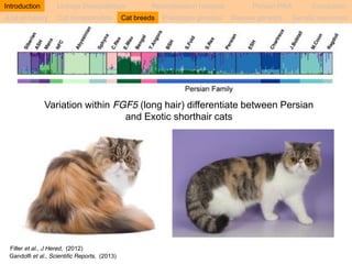 Introduction Linkage Disequilibrium Recombination hotspots Persian PRA Conclusion 
A bit of history Cat domestication Cat breeds Phenotype genetics Disease genetics Genetic resources 
Variation within FGF5 (long hair) differentiate between Persian 
Filler et al., J Hered, (2012) 
Gandolfi et al., Scientific Reports, (2013) 
and Exotic shorthair cats 
 