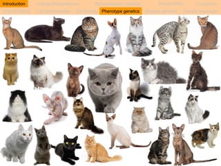 Introduction Linkage Disequilibrium Recombination hotspots Persian PRA Conclusion 
A bit of history Cat domestication Cat breeds Phenotype genetics Disease genetics Genetic resources 
 