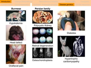 Introduction Linkage Disequilibrium Recombination hotspots Persian PRA Conclusion 
A bit of history Cat domestication Cat breeds Phenotype genetics Disease genetics Genetic resources 
Burmese 
Hypokalemia 
Head defect 
Oralfacial pain 
Persian family 
Polycystic Kidney 
Retinal degeneration 
Osteochondroplasia 
Diabetes 
Hypertrophic 
cardiomyopathy 
 