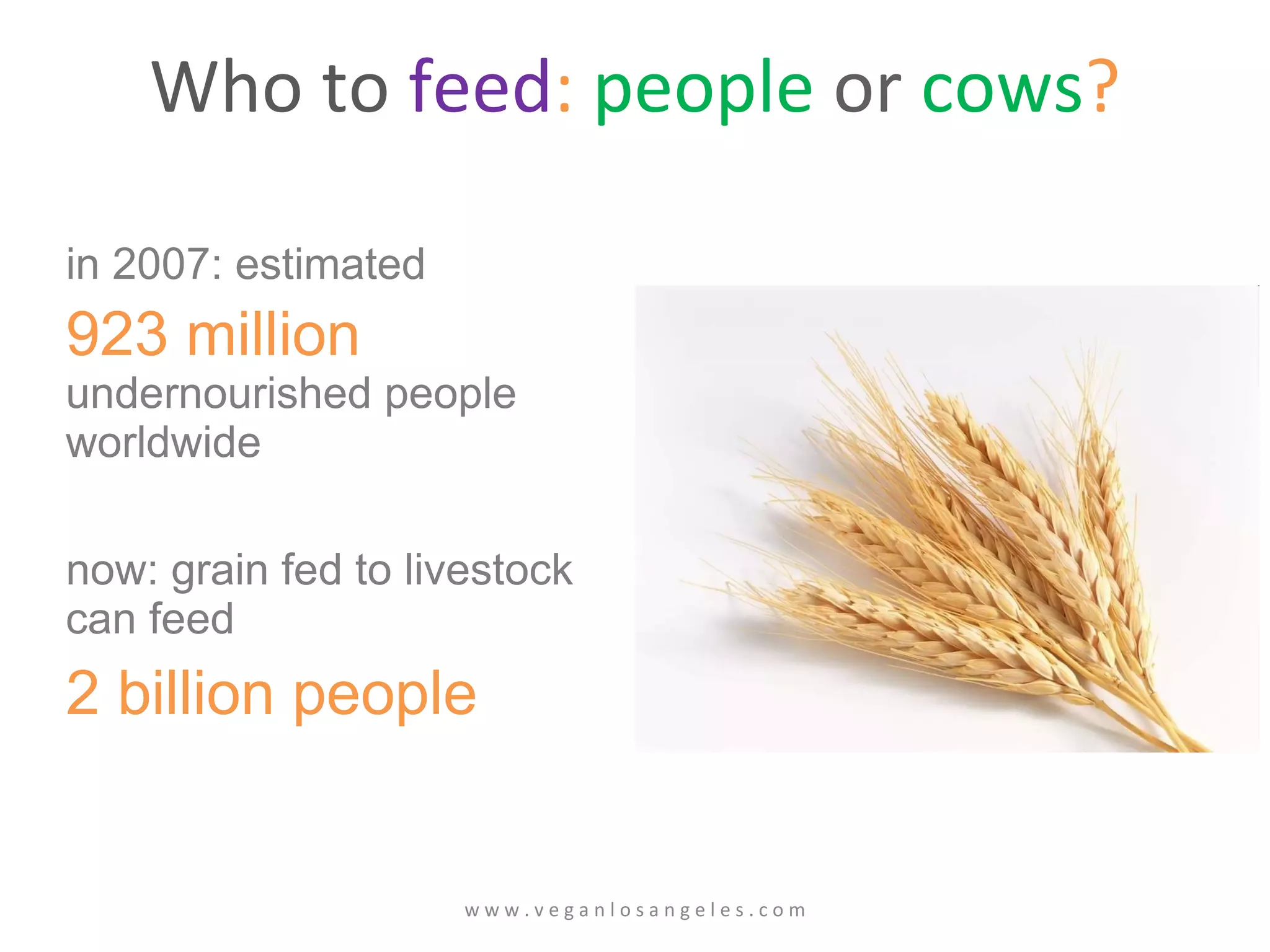 Who to  feed :   people  or  cows ? in 2007: estimated  923 million   undernourished people worldwide now: grain fed to livestock can feed  2 billion people w w w . v e g a n l o s a n g e l e s . c o m 