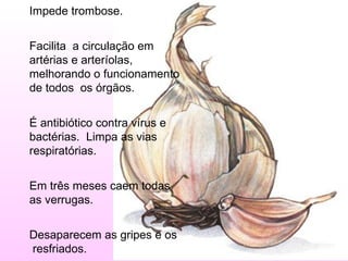 Impede trombose.


Facilita a circulação em
artérias e arteríolas,
melhorando o funcionamento
de todos os órgãos.


É antibiótico contra vírus e
bactérias. Limpa as vias
respiratórias.


Em três meses caem todas
as verrugas.


Desaparecem as gripes e os
resfriados.
 