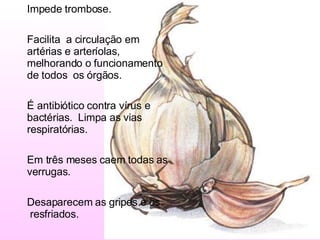 Impede trombose. Facilita  a circulação em artérias e arteríolas, melhorando o funcionamento de todos  os órgãos. É antibiótico contra vírus e bactérias.  Limpa as vias respiratórias. Em três meses caem todas as verrugas.   Desaparecem as gripes e os  resfriados.  