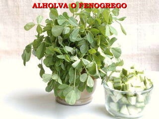 ALHOLVA O FENOGREGO 