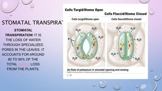 STOMATAL TRANSPIRATION
STOMATAL
TRANSPIRATION: IT IS
THE LOSS OF WATER
THROUGH SPECIALIZED
PORES IN THE LEAVES. IT
ACCOUNTS FOR AROUND
80 TO 90% OF THE
TOTAL WATER LOSS
FROM THE PLANTS.
 