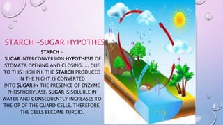 STARCH –SUGAR HYPOTHESIS
STARCH -
SUGAR INTERCONVERSION HYPOTHESIS OF
STOMATA OPENING AND CLOSING. ... DUE
TO THIS HIGH PH, THE STARCH PRODUCED
IN THE NIGHT IS CONVERTED
INTO SUGAR IN THE PRESENCE OF ENZYME
PHOSPHORYLASE. SUGAR IS SOLUBLE IN
WATER AND CONSEQUENTLY INCREASES TO
THE OP OF THE GUARD CELLS. THEREFORE,
THE CELLS BECOME TURGID.
 