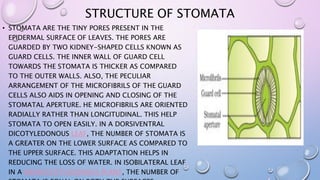 STRUCTURE OF STOMATA
• STOMATA ARE THE TINY PORES PRESENT IN THE
EPIDERMAL SURFACE OF LEAVES. THE PORES ARE
GUARDED BY TWO KIDNEY-SHAPED CELLS KNOWN AS
GUARD CELLS. THE INNER WALL OF GUARD CELL
TOWARDS THE STOMATA IS THICKER AS COMPARED
TO THE OUTER WALLS. ALSO, THE PECULIAR
ARRANGEMENT OF THE MICROFIBRILS OF THE GUARD
CELLS ALSO AIDS IN OPENING AND CLOSING OF THE
STOMATAL APERTURE. HE MICROFIBRILS ARE ORIENTED
RADIALLY RATHER THAN LONGITUDINAL. THIS HELP
STOMATA TO OPEN EASILY. IN A DORSIVENTRAL
DICOTYLEDONOUS LEAF, THE NUMBER OF STOMATA IS
A GREATER ON THE LOWER SURFACE AS COMPARED TO
THE UPPER SURFACE. THIS ADAPTATION HELPS IN
REDUCING THE LOSS OF WATER. IN ISOBILATERAL LEAF
IN A MONOCOTYLEDONOUS PLANT, THE NUMBER OF
 