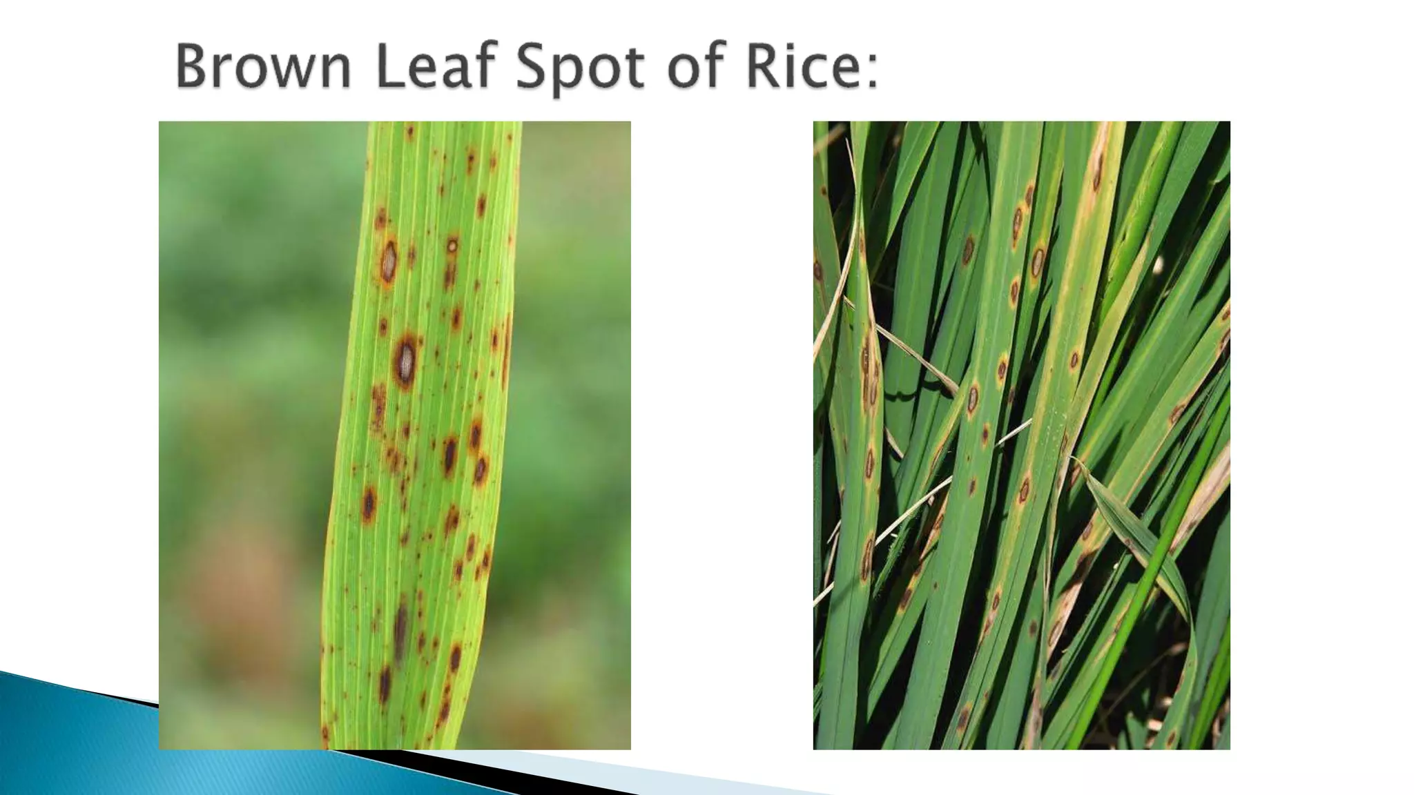 banana Bunchy top disease.pptx