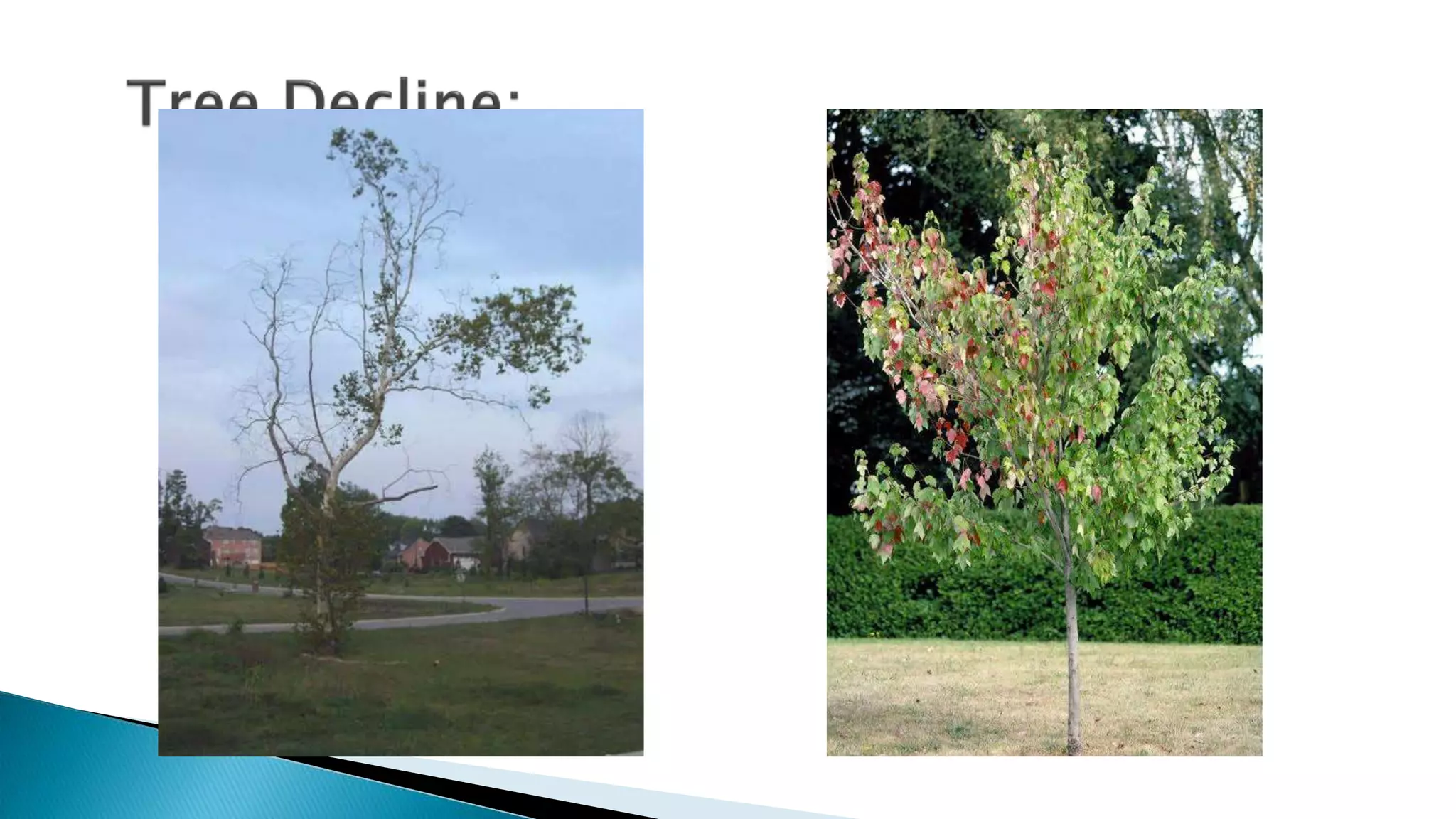 banana Bunchy top disease.pptx