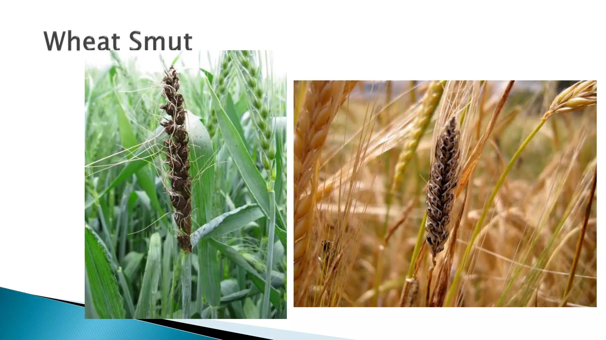 banana Bunchy top disease.pptx