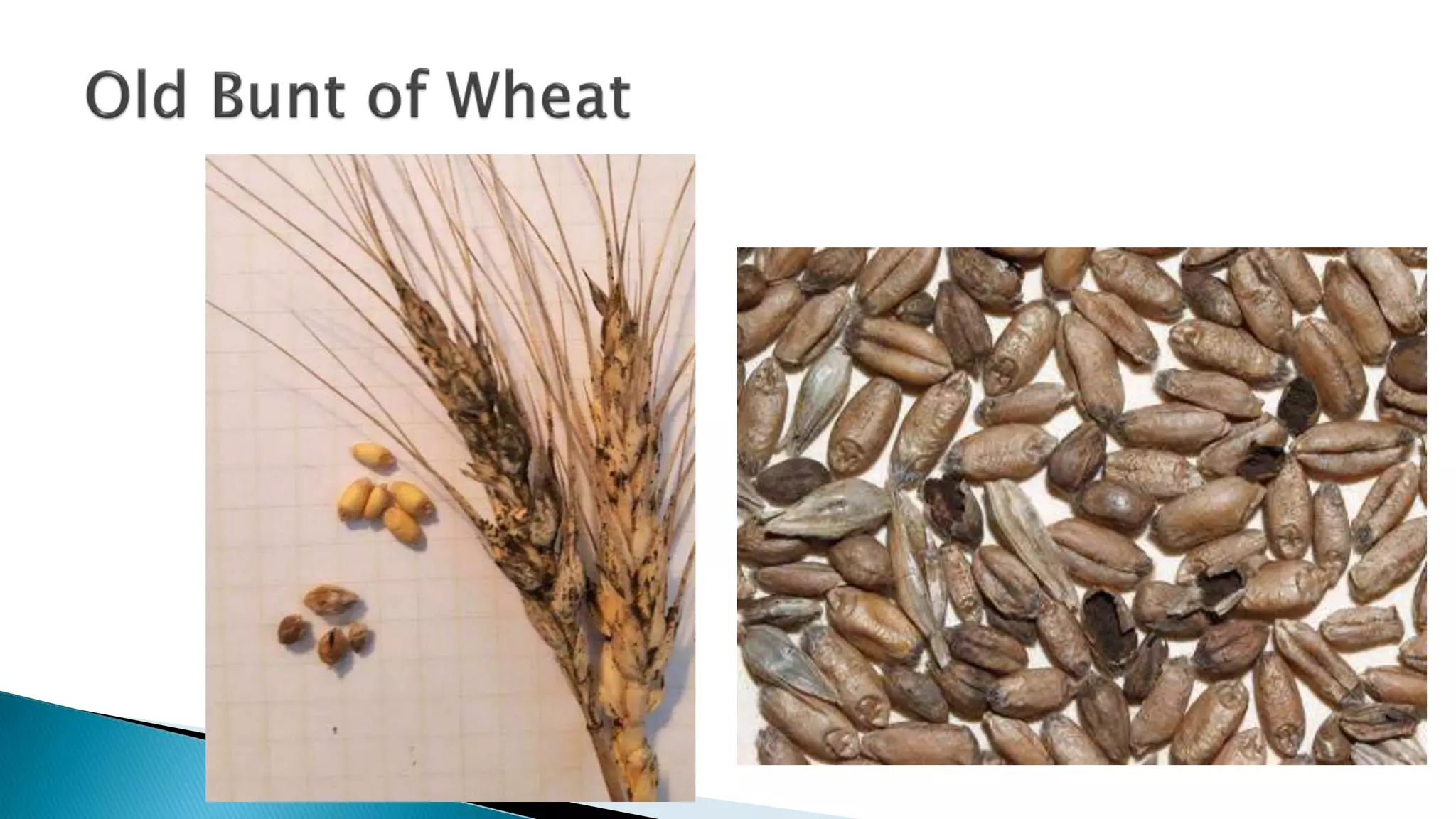 banana Bunchy top disease.pptx