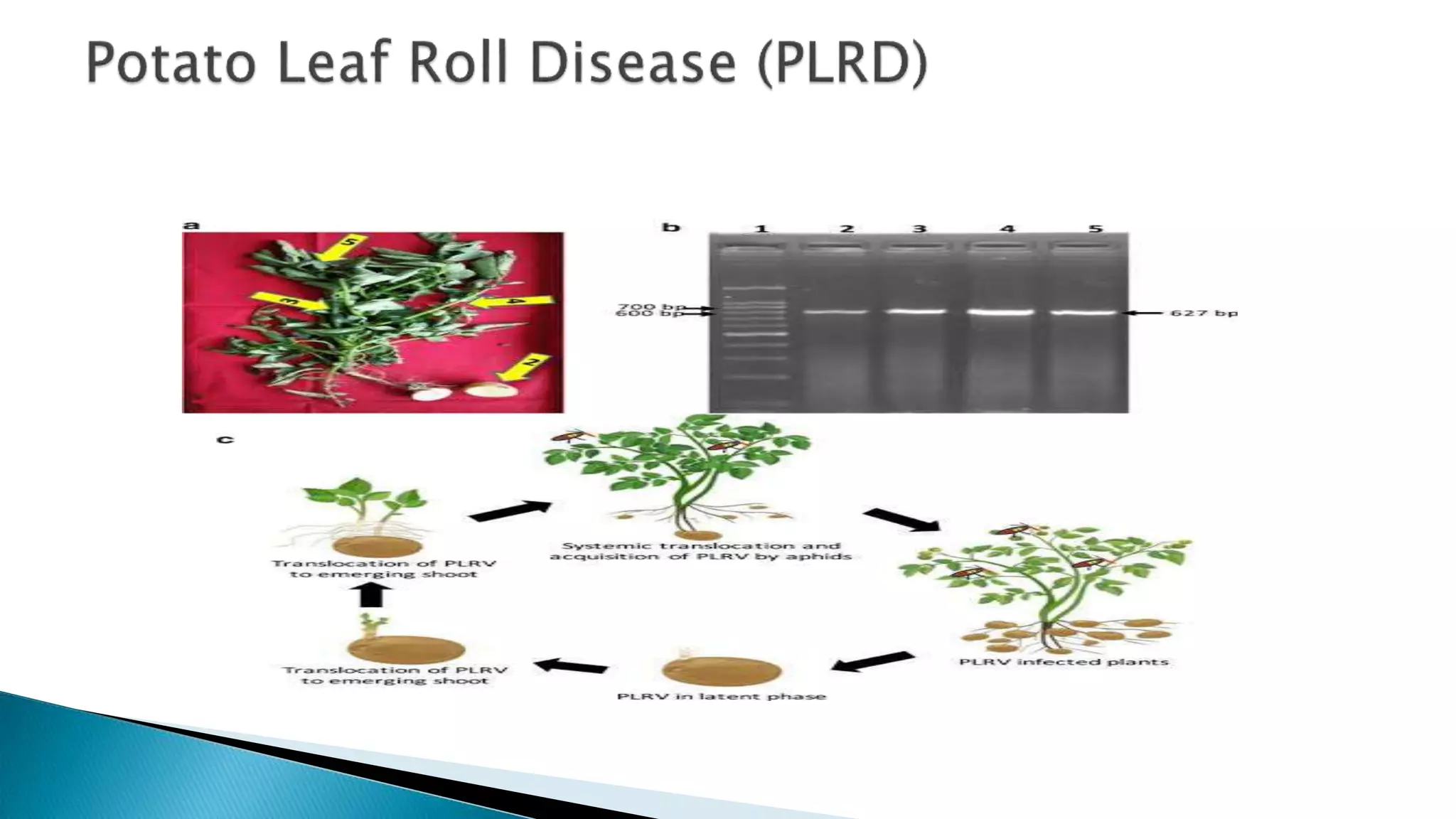 banana Bunchy top disease.pptx