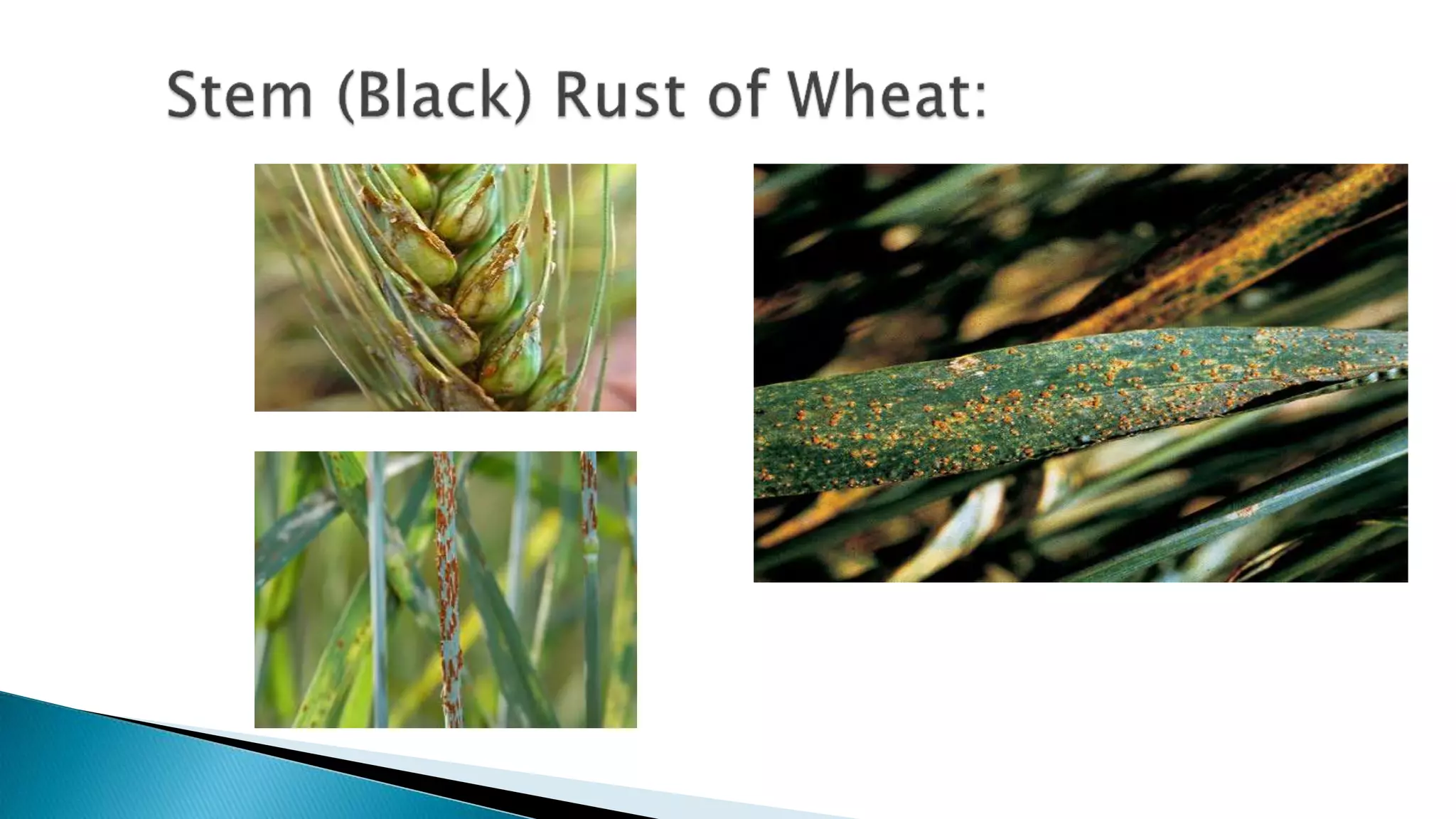 banana Bunchy top disease.pptx