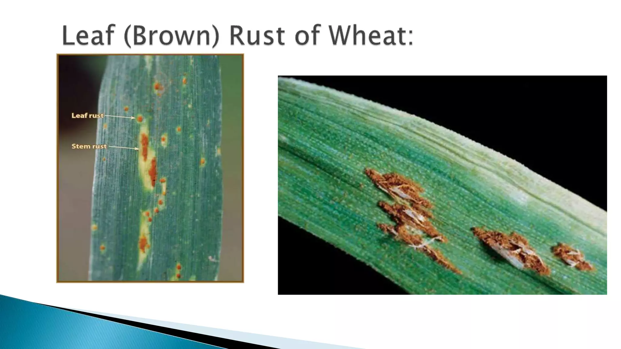 banana Bunchy top disease.pptx