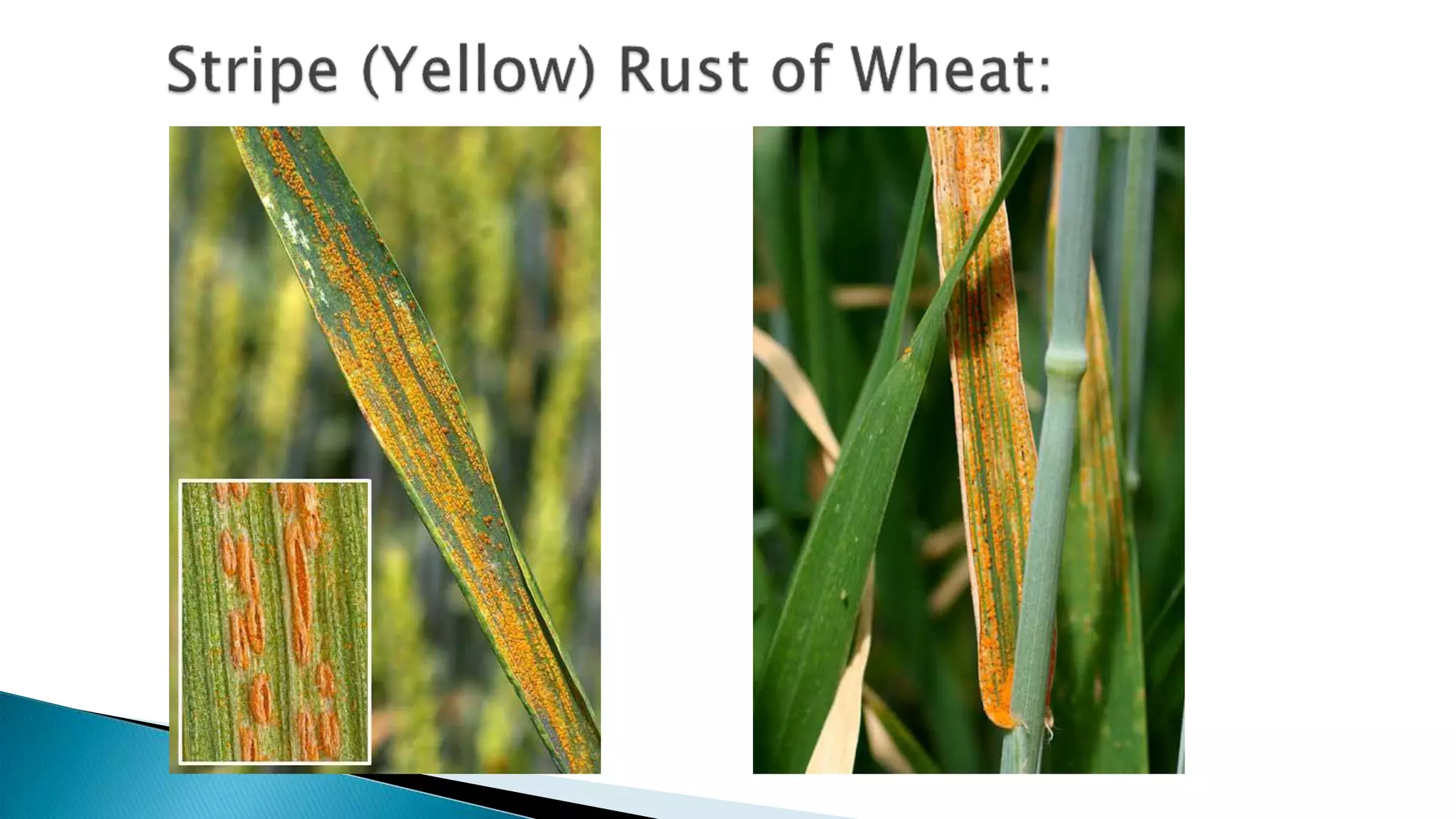 banana Bunchy top disease.pptx