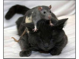 Reinvention, Creativity, RenaissanceCollectionsConcept of placeOwnership mutatesPersonal curation and celebrity curatorsWireless opportunityTrackingTargeting collections Portalization: Knowledge Portals, Learning portals