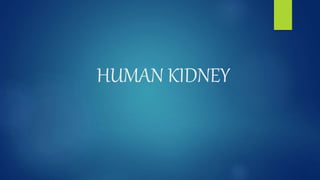 HUMAN KIDNEY
Presented By: Ali abbas
presented to : Dr Tariq
roll no: bsf2000835
semester : 5th Zoloogy eve
 